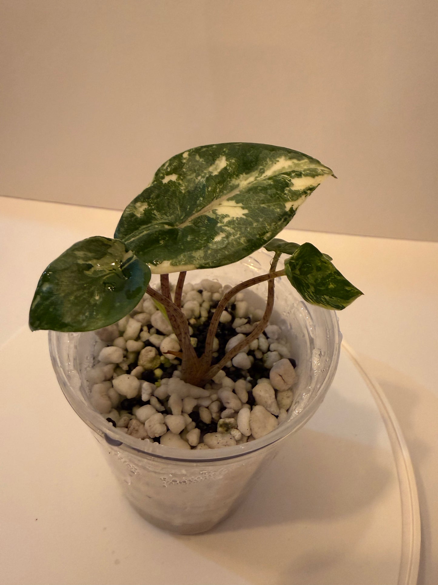 Alocasia Metallic Blue Albo