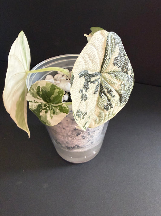 Alocasia Melo Albo
