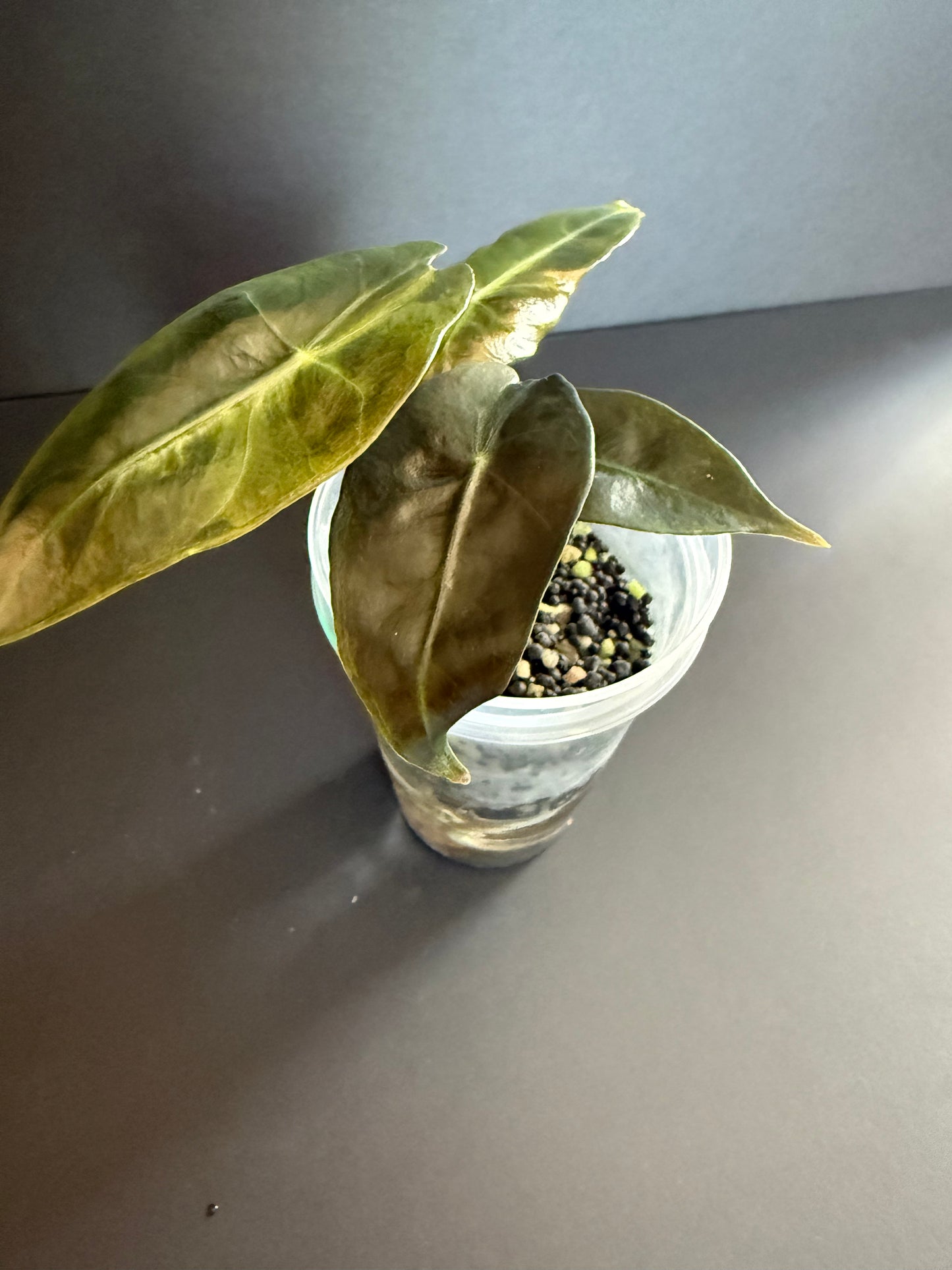 Alocasia Nairobi Nights Aurea