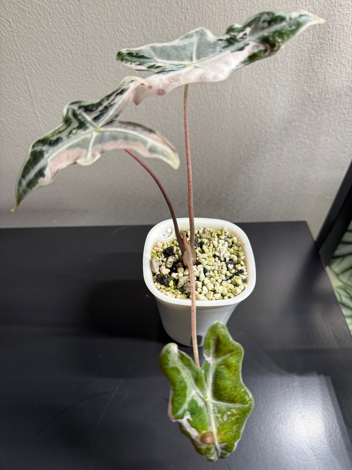 Alocasia Nobilis Pink Variegated #2