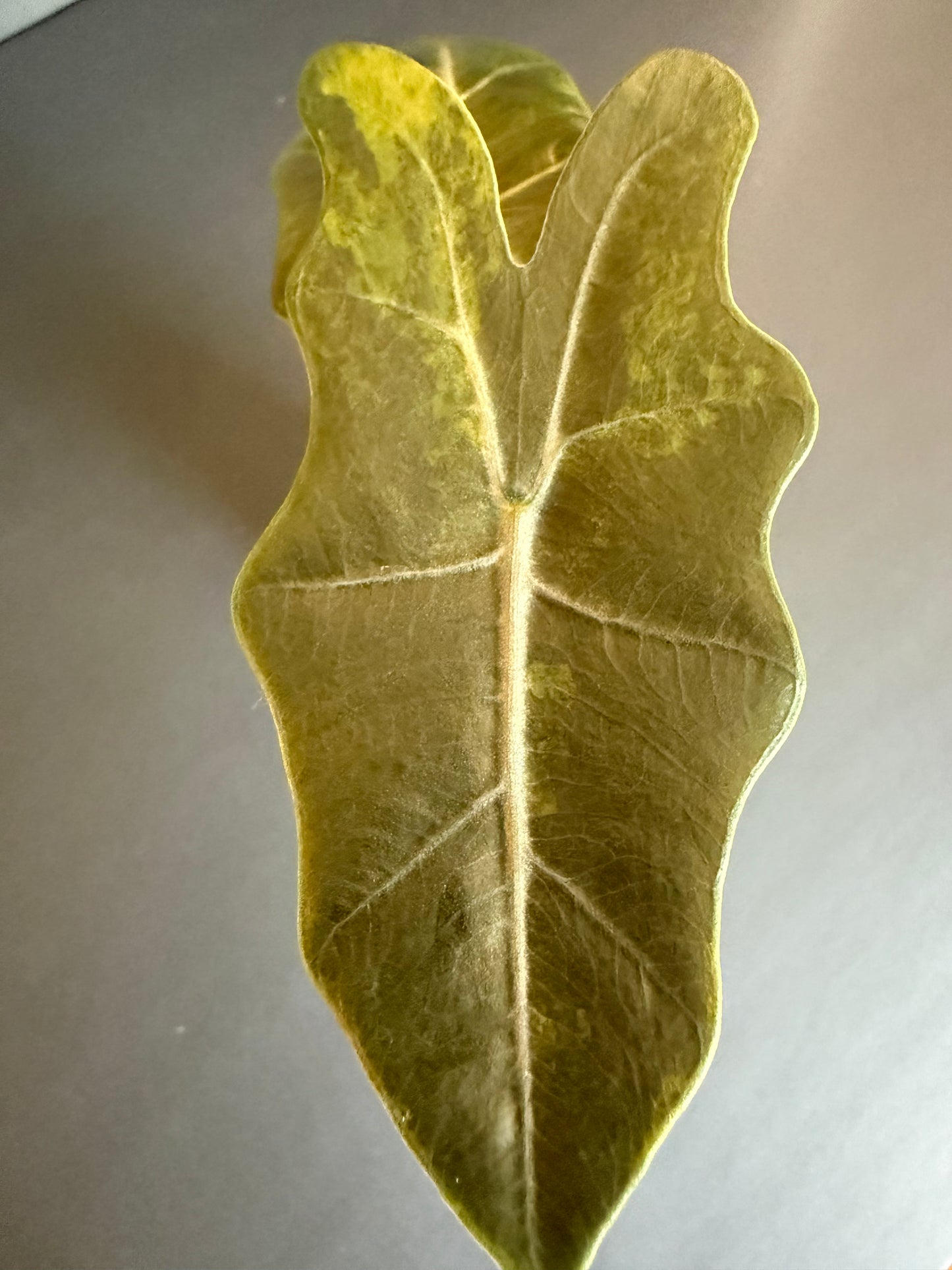 Alocasia Noblis Aurea