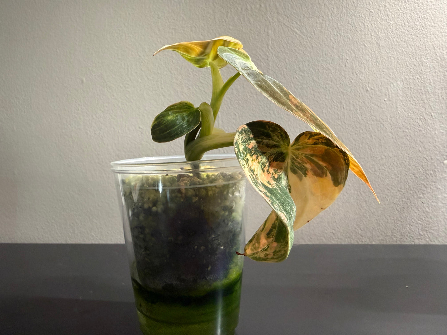 Orange Milano — Philodendron Melanochrysum Variegated