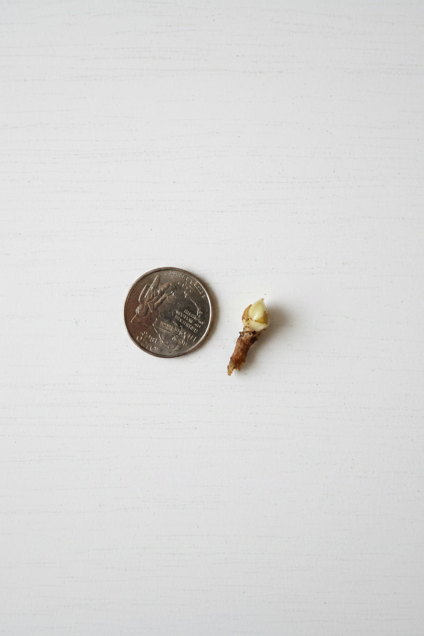 Regal Shield Albo Corm