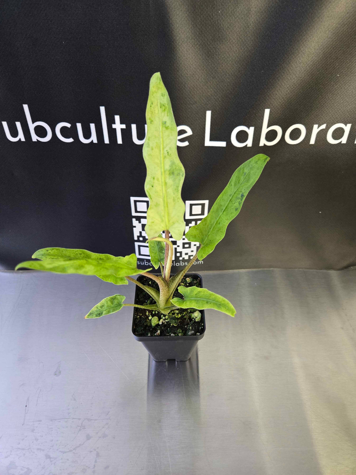 Alocasia Lauterbachiana Mint
