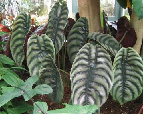 Alocasia Cuprea - Starter Size