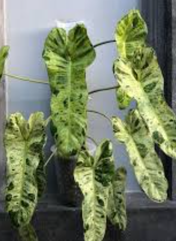 Philodendron Paraiso Verde Starter