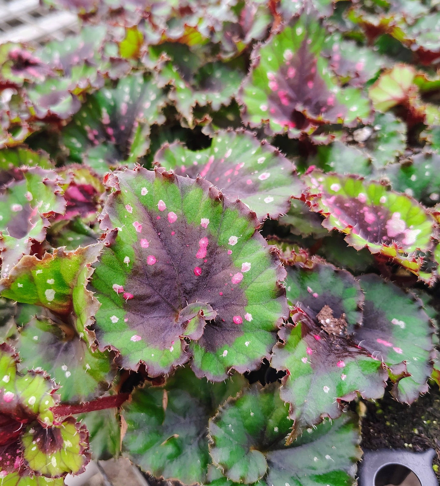 Begonia Macarena - Starter Size