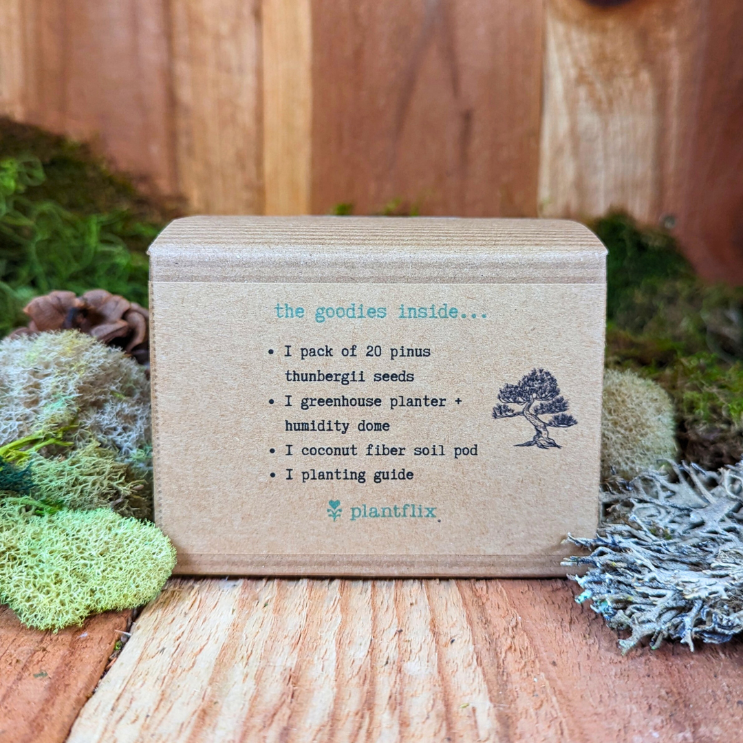 Grow a Bonsai Plant Seed Kit, photo 4