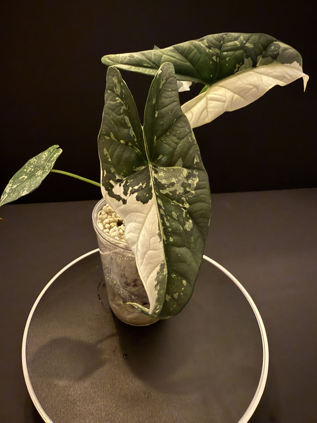 Same DNA, Different Leaf: The Genetics and Epigenetics of Variegation