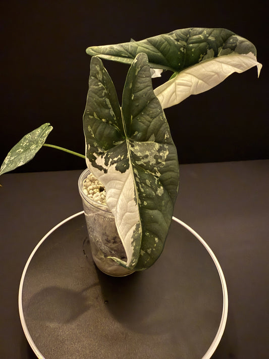Same DNA, Different Leaf: The Genetics and Epigenetics of Variegation