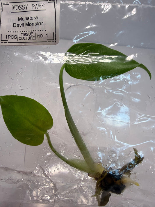 Tissue Culture vs. Acclimated Plants: What's the Difference and Which Should You Buy?