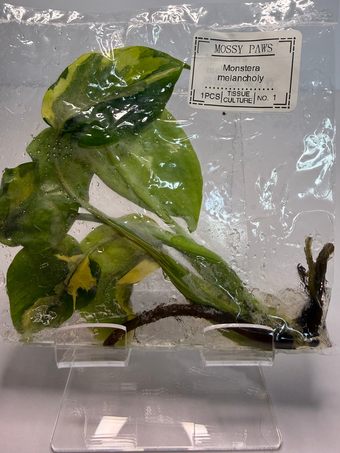 Mossy Paws Monstera melancholy tissue culture plantlet in sterile bag, No. 1