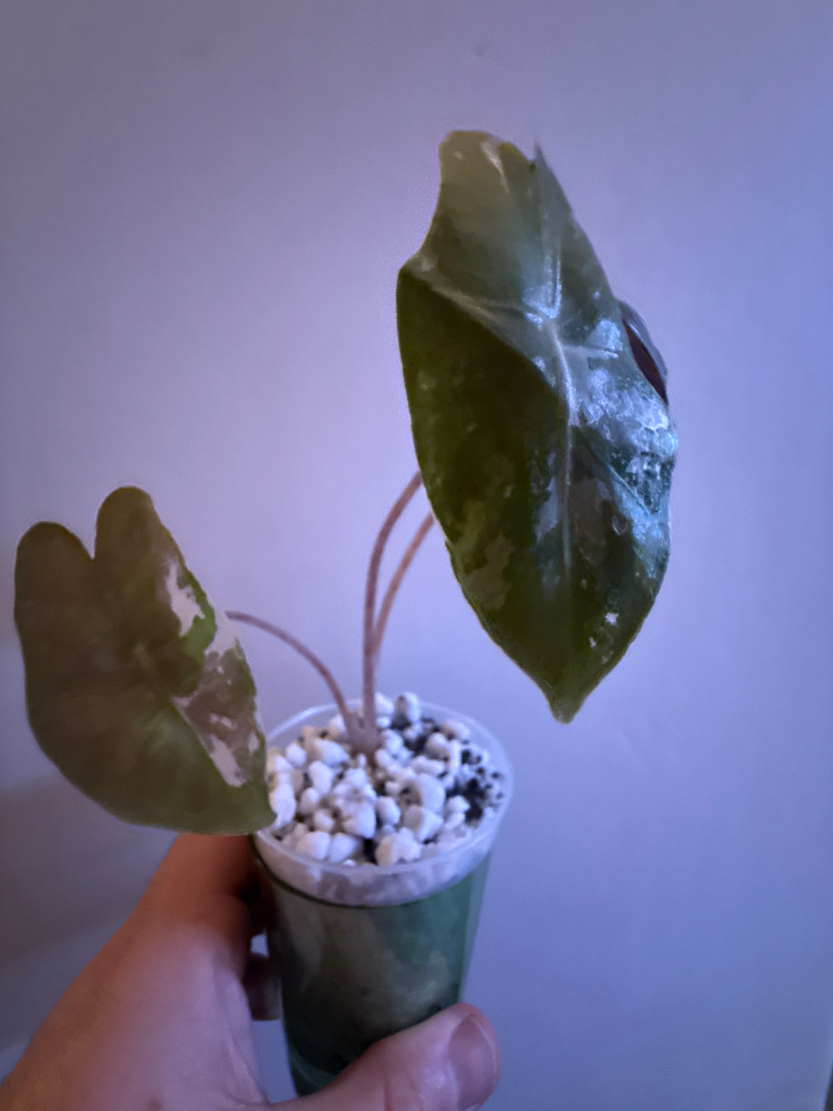 Alocasia Pseudo Sanderiana Pink #2