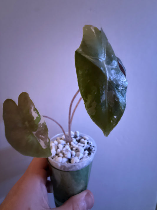 Alocasia Pseudo Sanderiana Pink #2