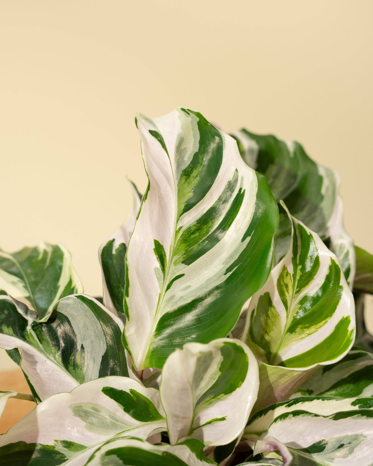 Calathea Fusion White