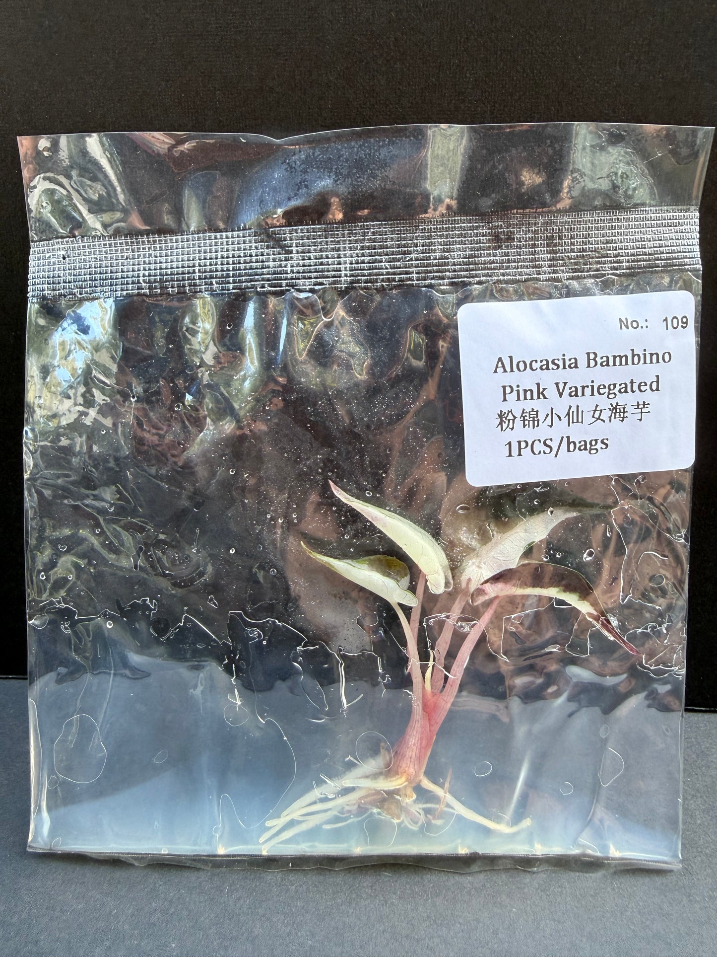 Alocasia Bambino Pink Variegated