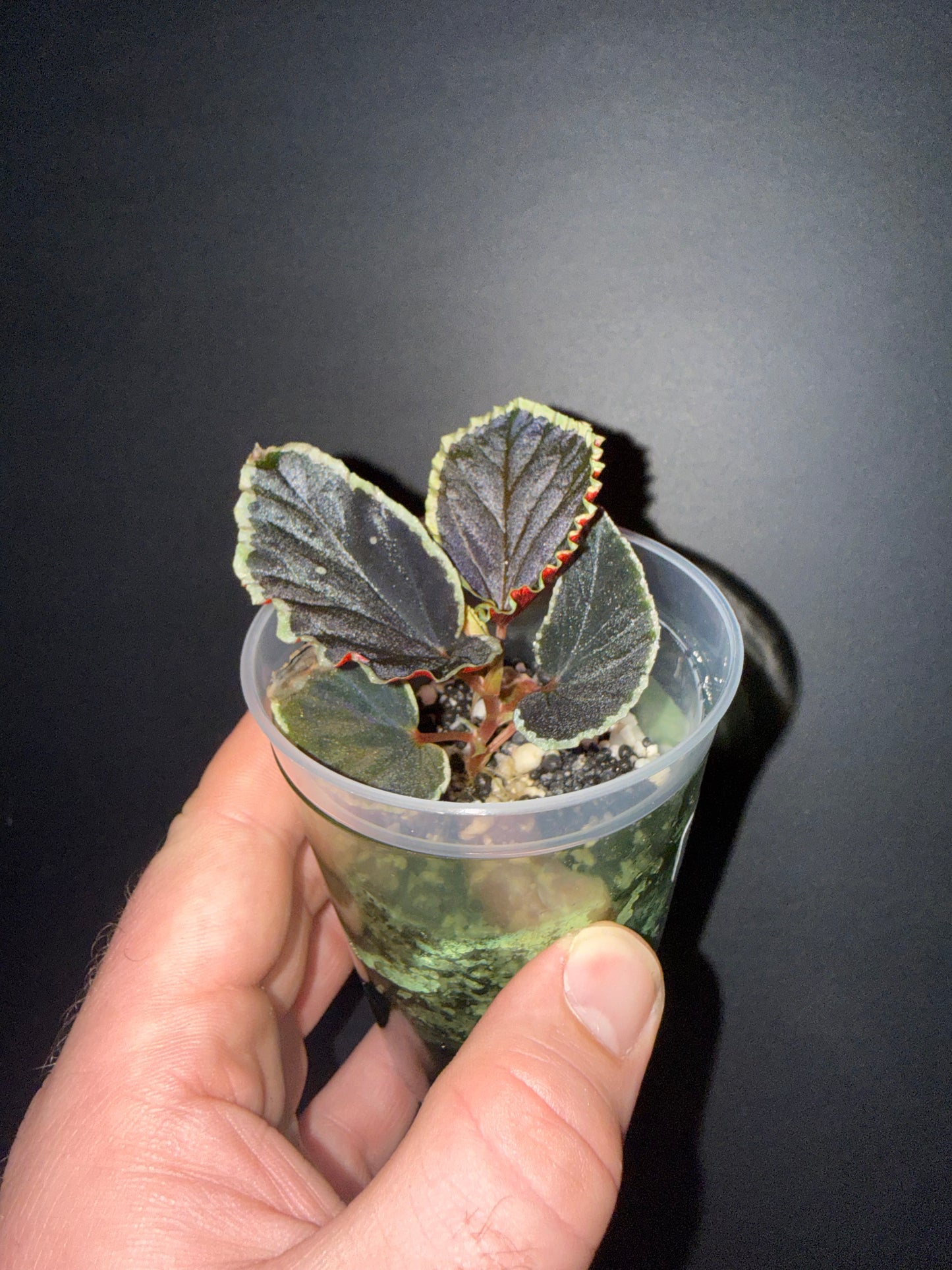 Begonia Darth Vadereriana