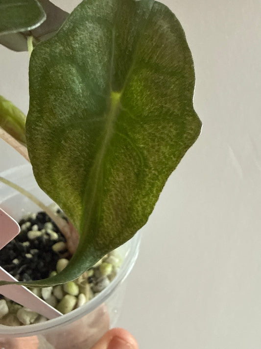 Alocasia Venom Pink Albo