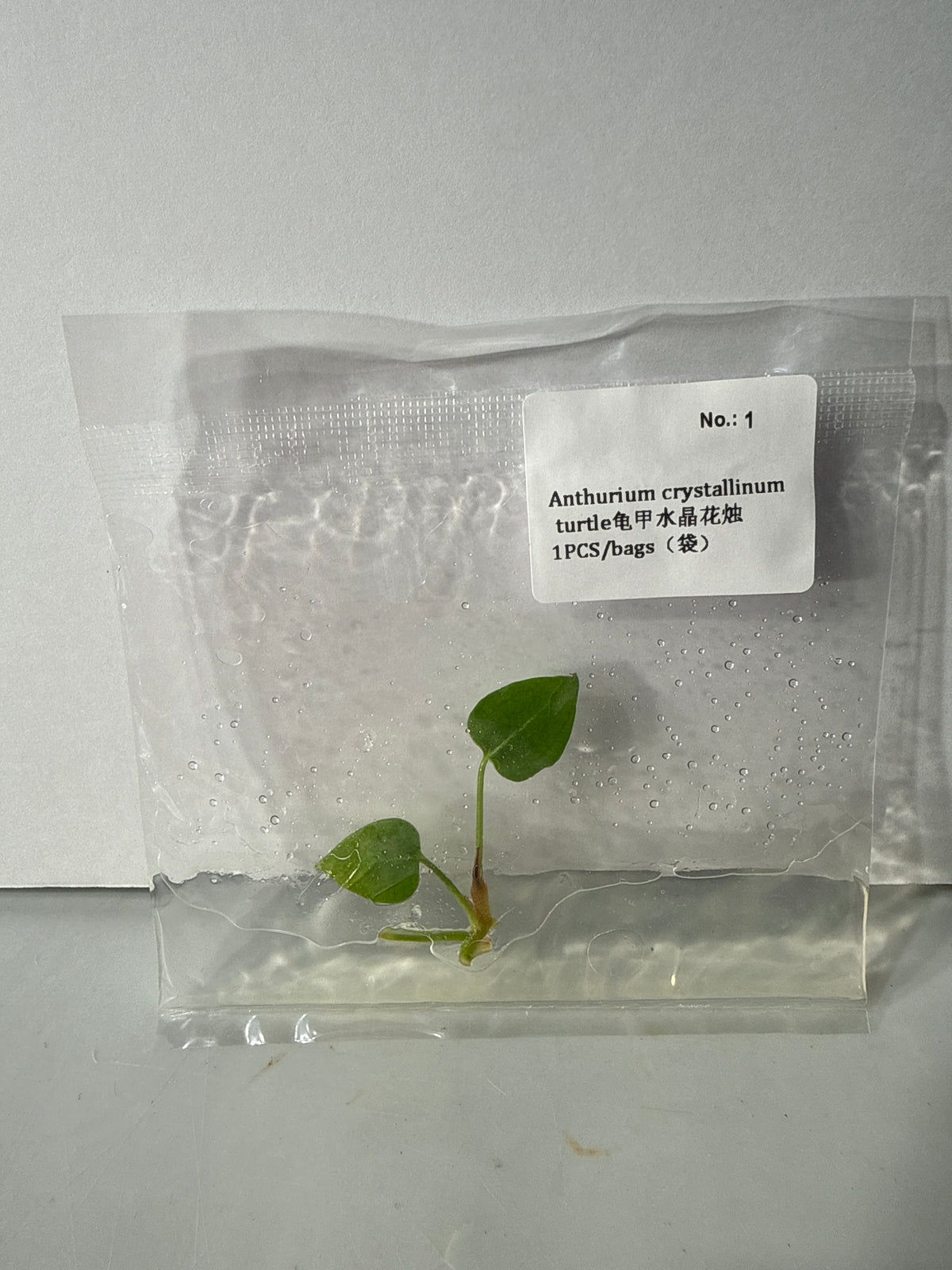 Anthurium Crystallinum Turtle - Seller's Choice