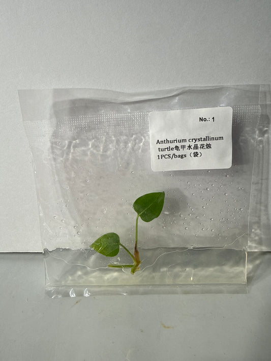 Anthurium Crystallinum Turtle - Seller's Choice
