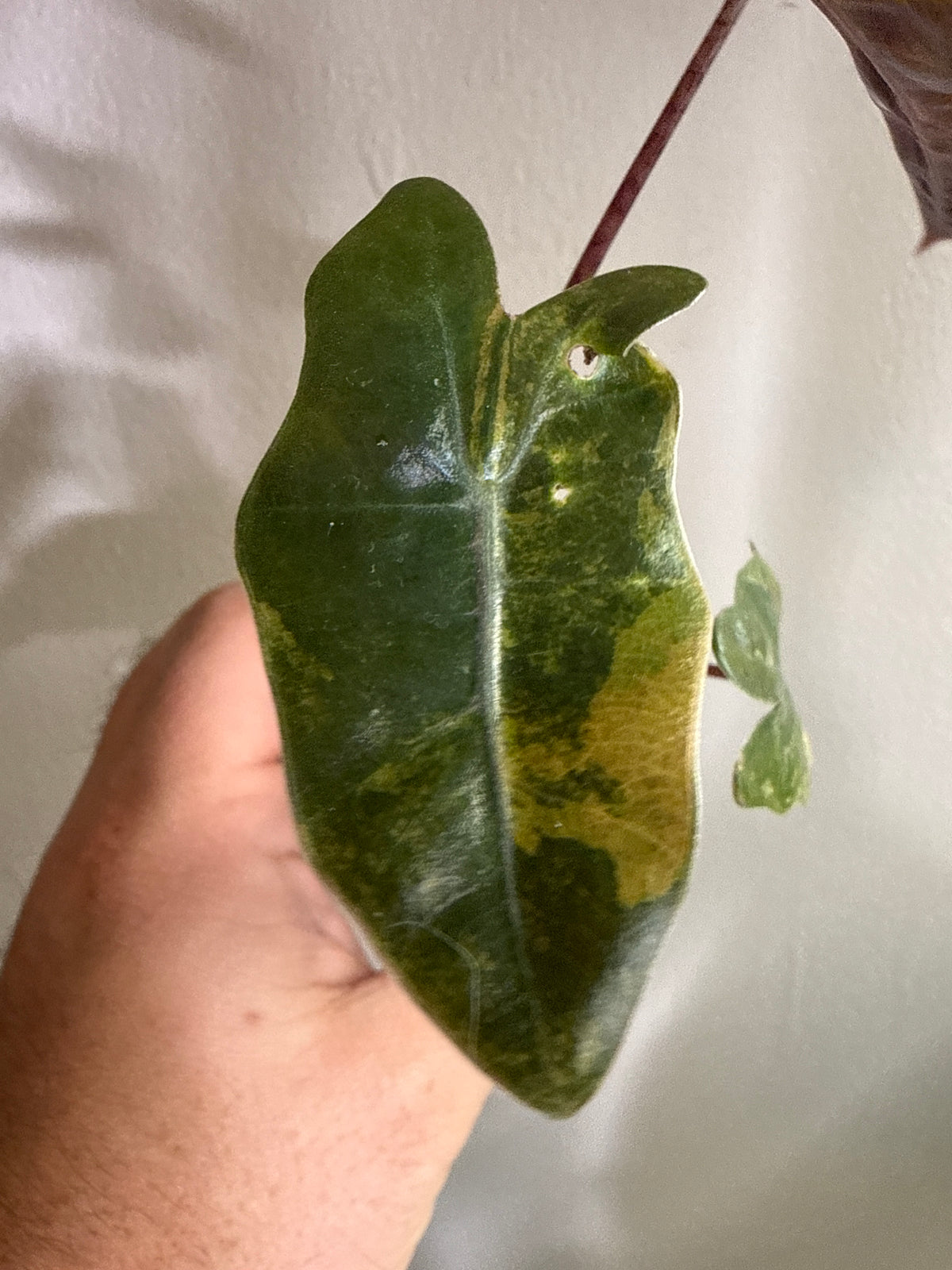 Alocasia Pseudo Sanderiana Aurea