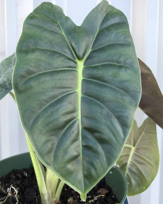 Alocasia Golden Bone Starter