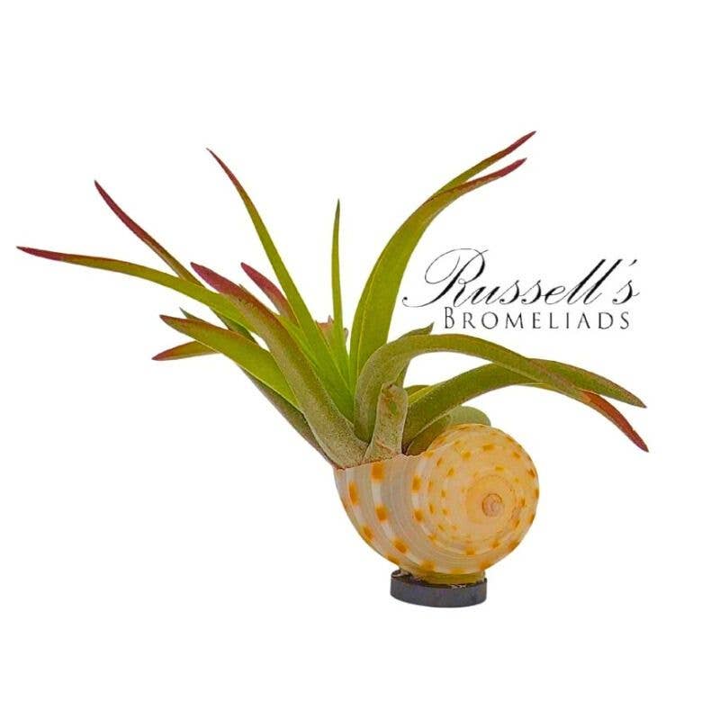 Magnet Shell with Air Plant