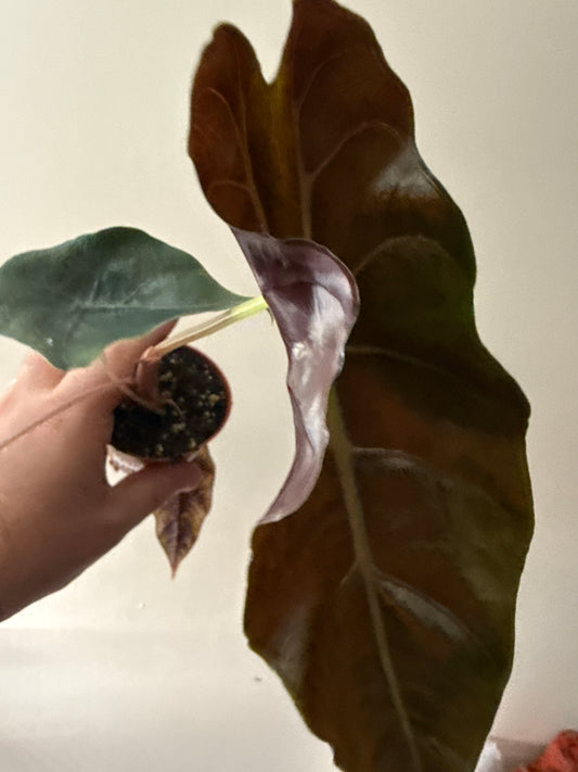 Alocasia Chantrieri Starter