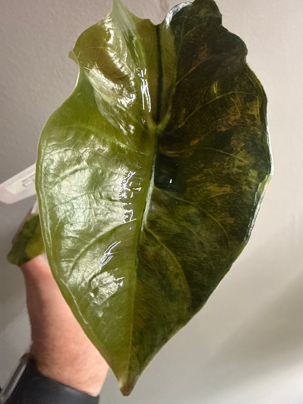Alocasia Chantrieri Aurea #2