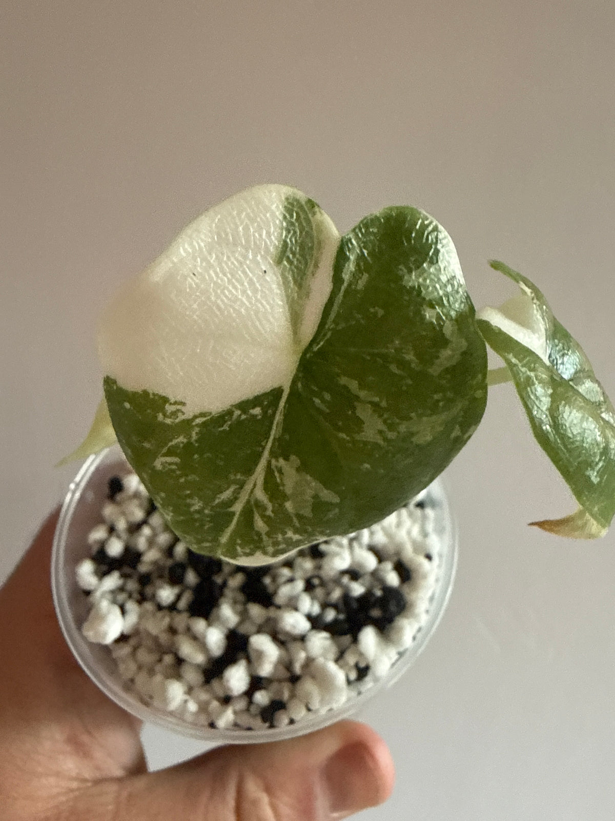 Alocasia Melo Albo