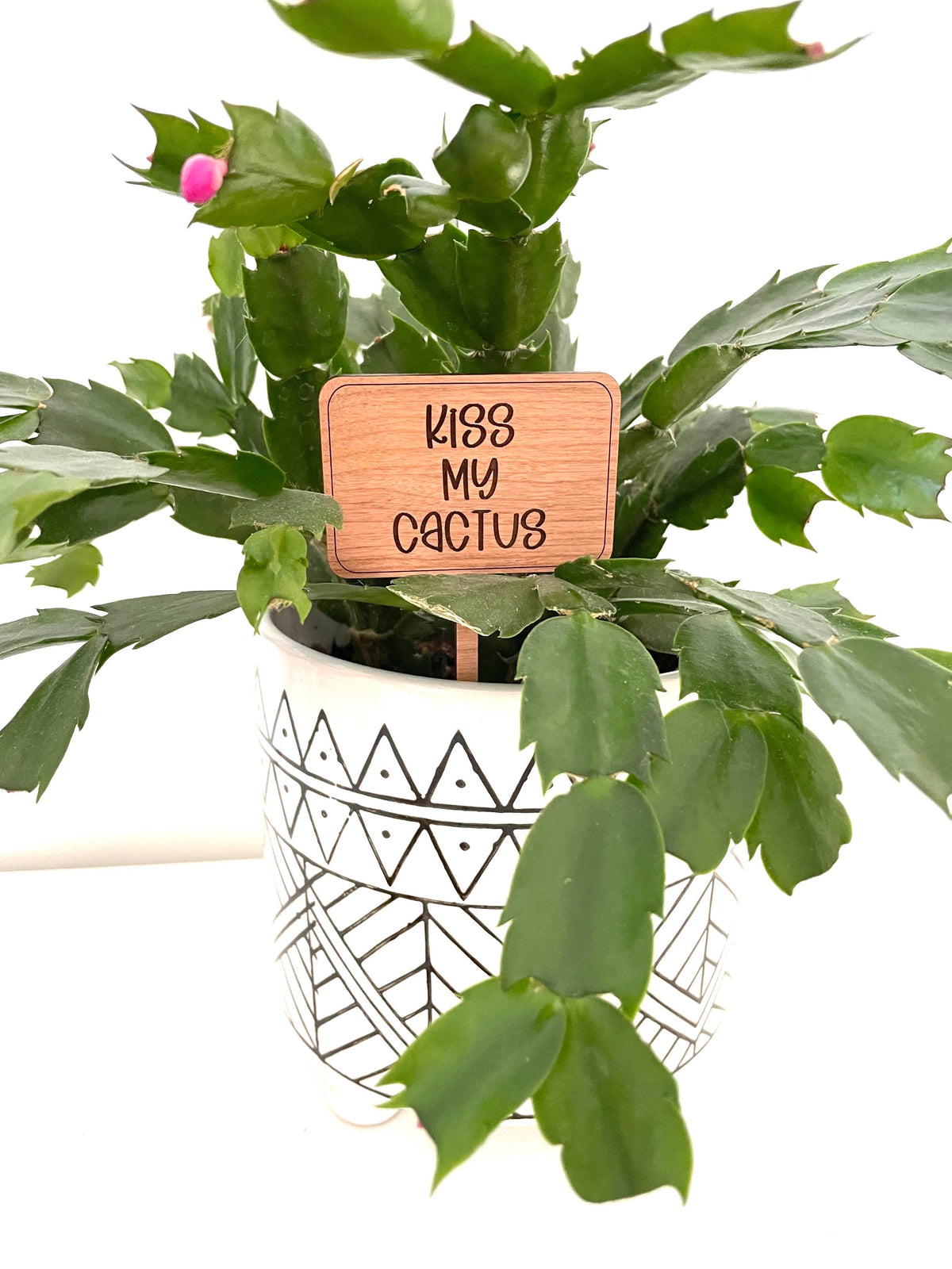 Valentines Day Funny Plant Signs: Better Than Flowers