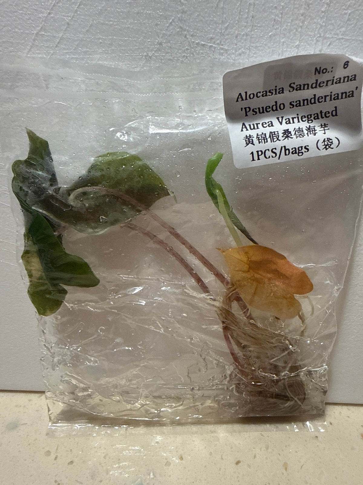 Alocasia Pseudo-sanderiana Aurea Variegated - Seller's Choice