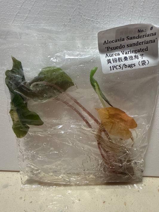 Alocasia Pseudo-sanderiana Aurea Variegated - Seller's Choice