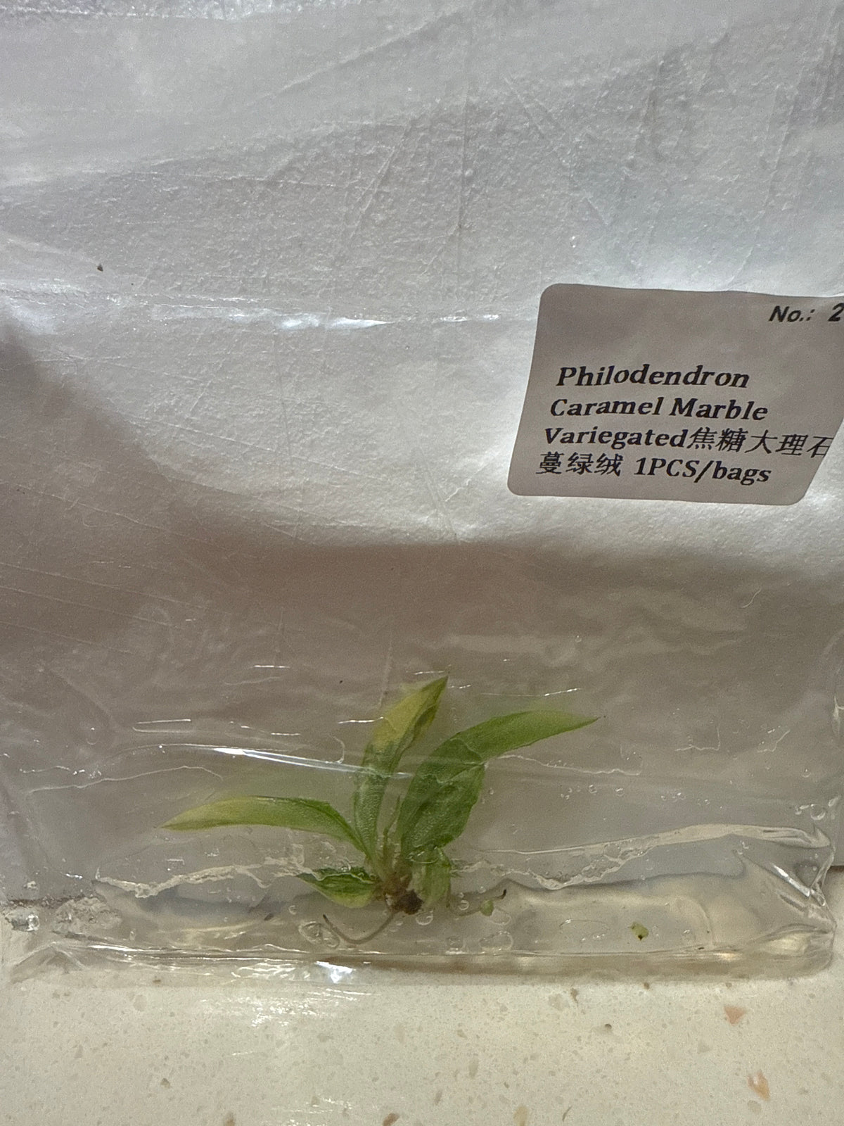 Philodendron Caramel Marble Variegated - Seller's Choice