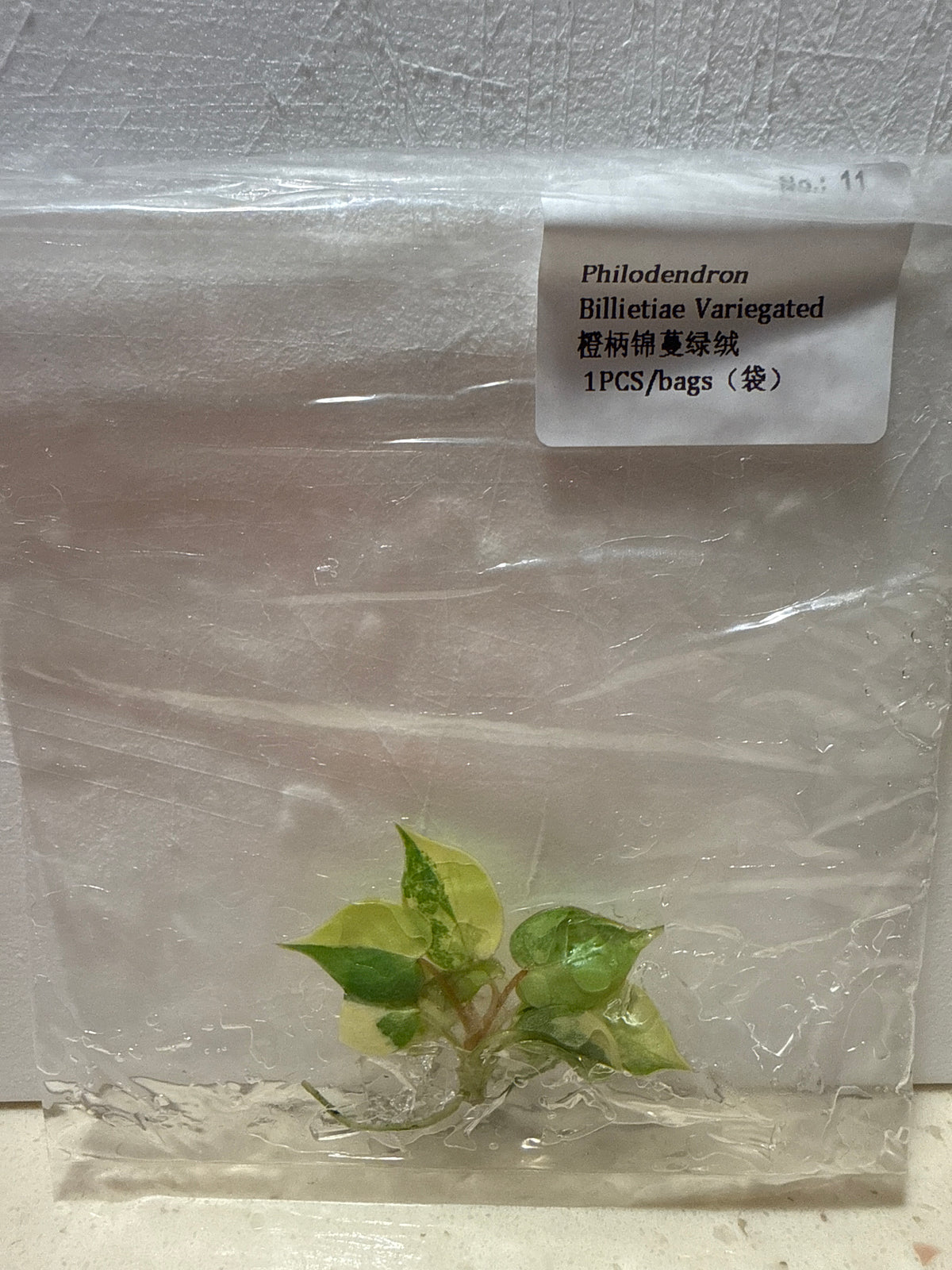 Philodendron Billietiae Variegated - Seller's Choice