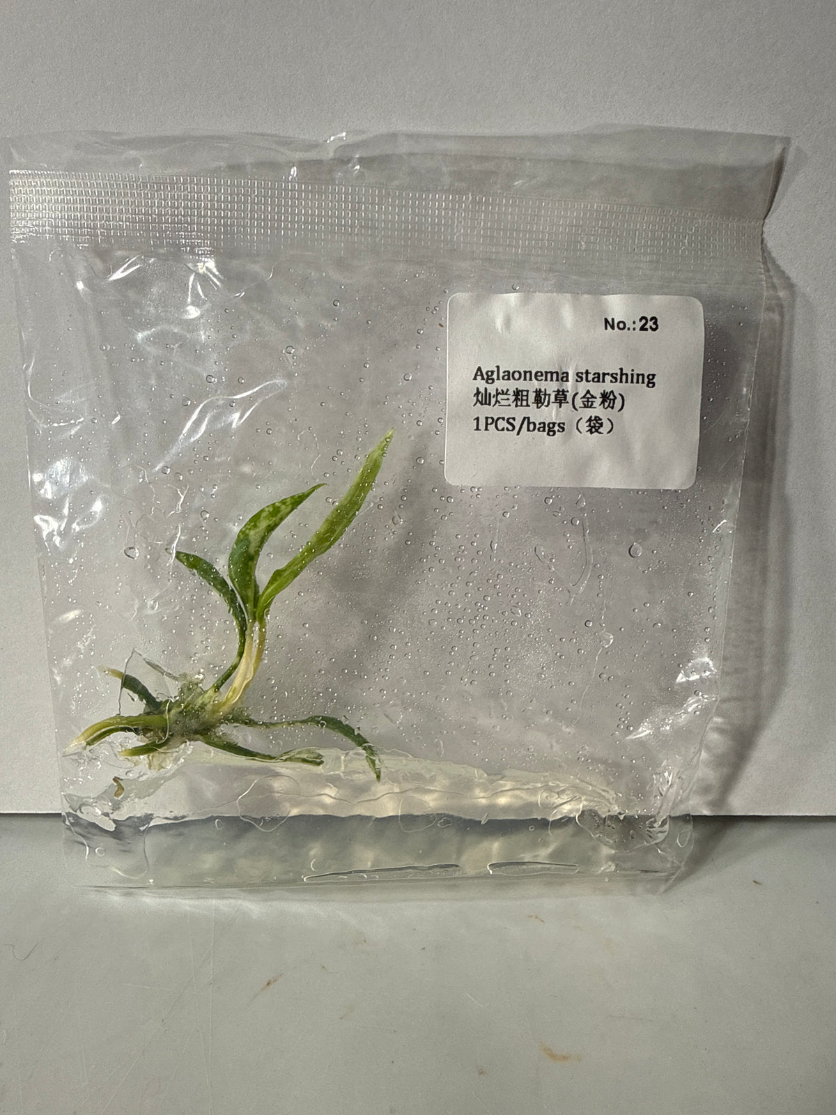 Aglaonema Star Shining - Seller's Choice