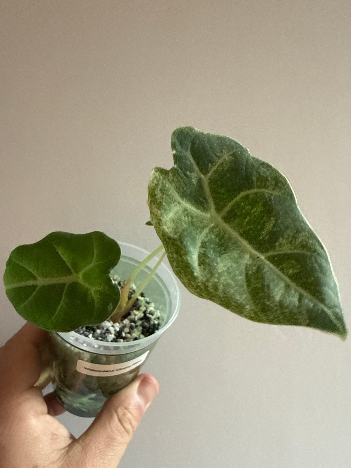 Alocasia Watsoniana Glossy Albo