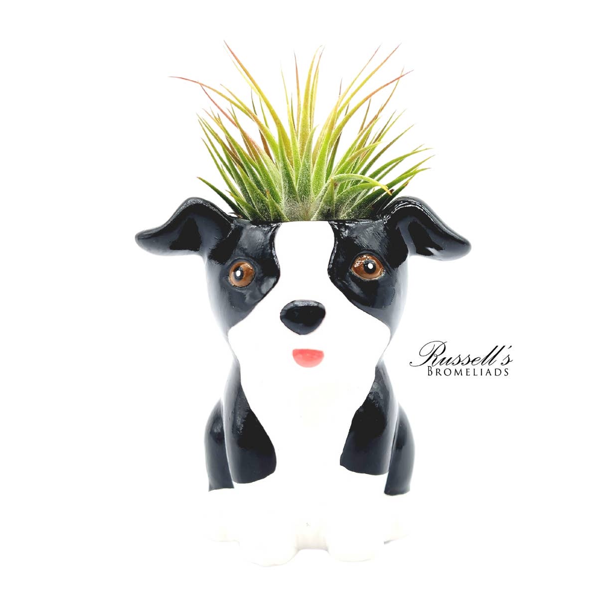 Animal Pots Puppy Collection with Air Plants