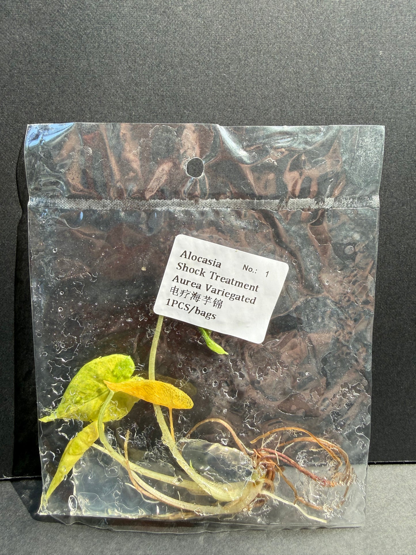 Alocasia Shock Treatment Aurea Variegated