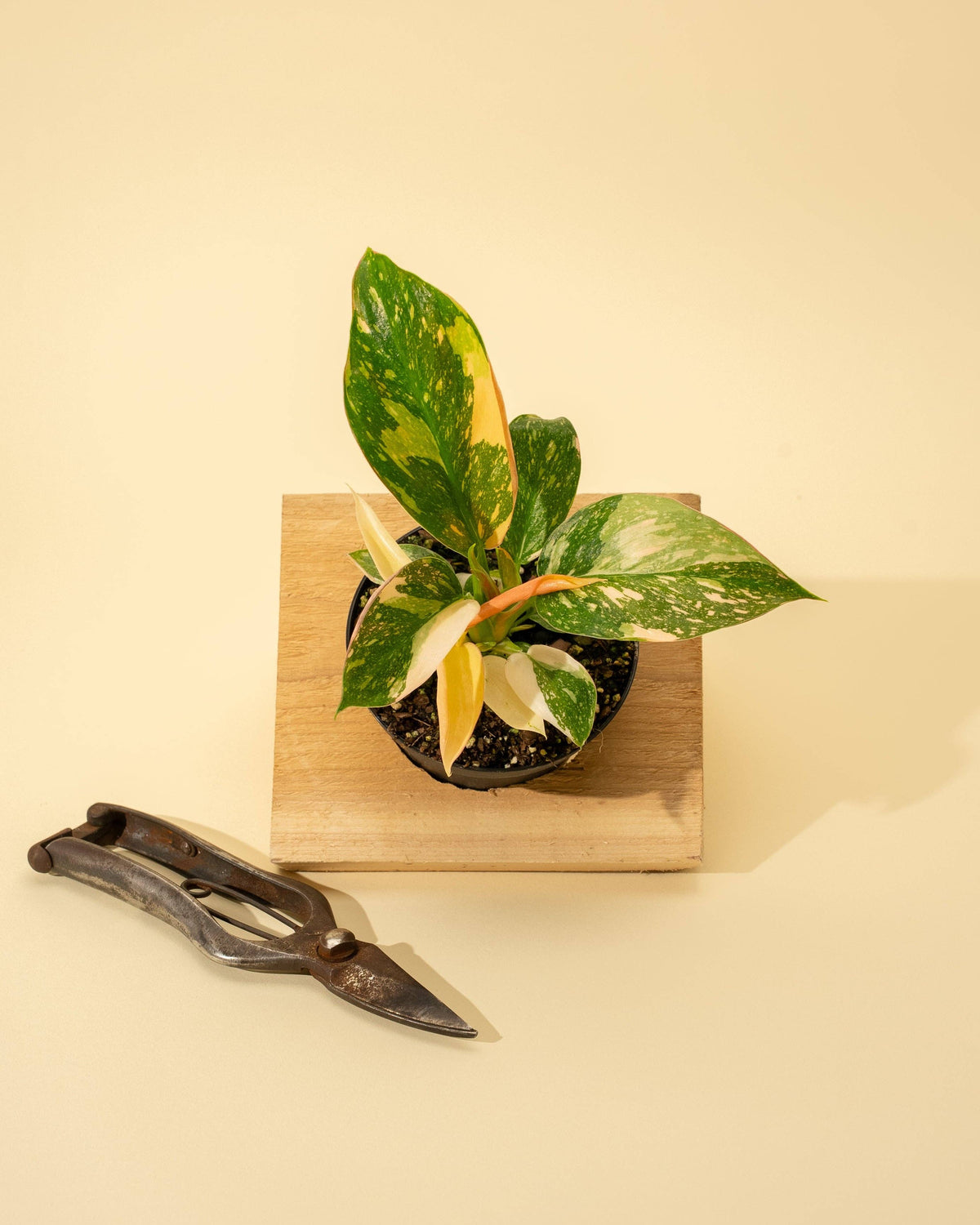 4" Variegated Philodendron Green Congo 'Copper Flame'