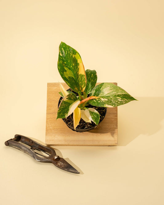 4" Variegated Philodendron Green Congo 'Copper Flame'