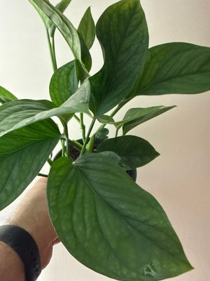 Monstera Pinnatipartita