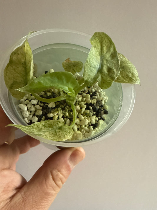 Alocasia Regal Shield Mint Albo