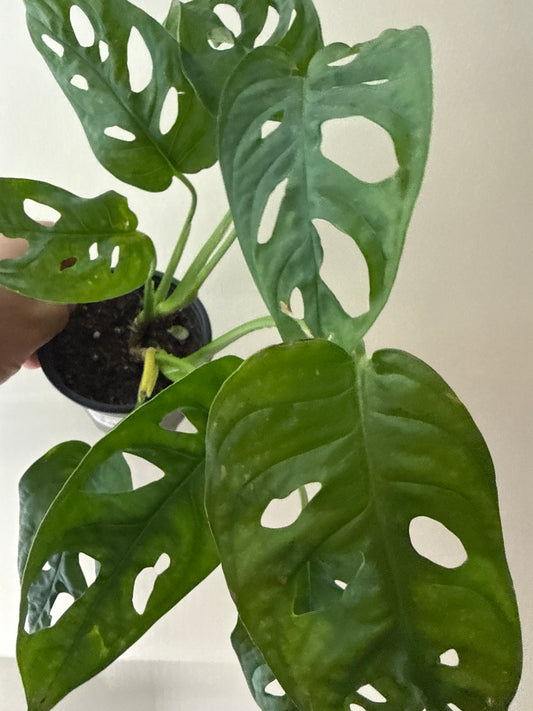 Monstera Adansonii