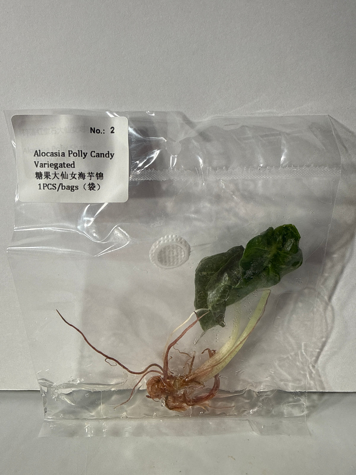 Alocasia Polly Candy Variegated