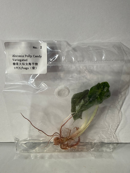 Alocasia Polly Candy Variegated