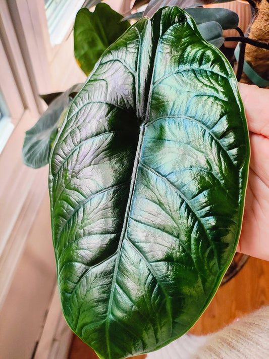 Alocasia Green Unicorn Starter