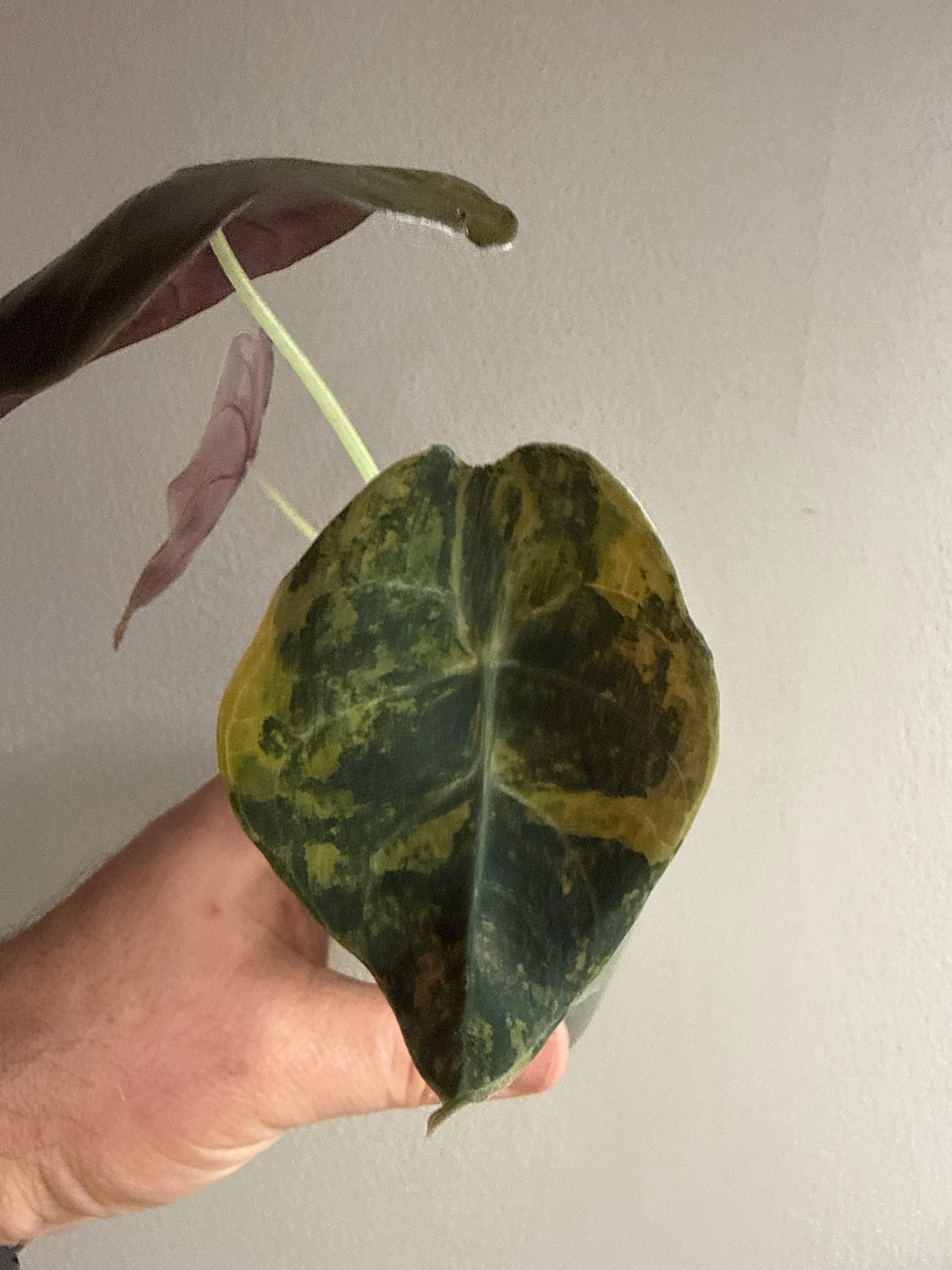 Alocasia Sedenii Aurea