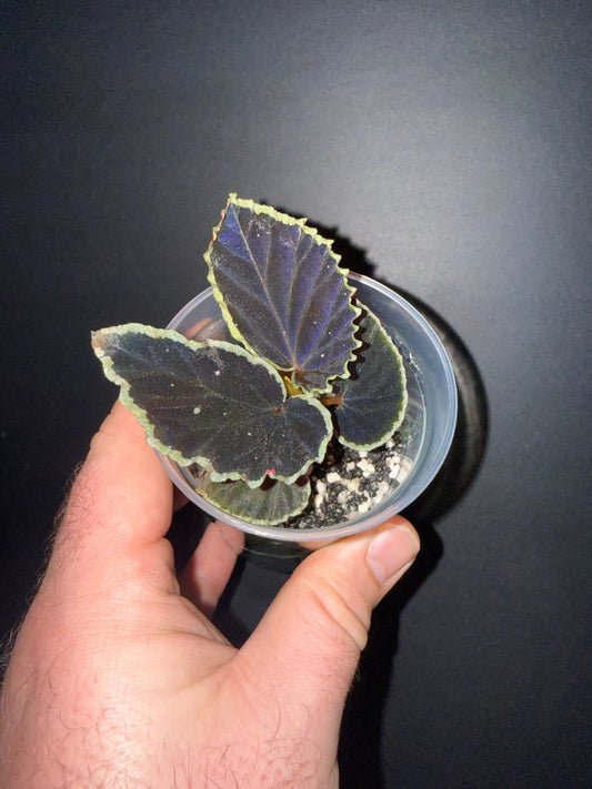 Begonia Darth Vadereriana