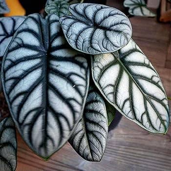 Alocasia Silver Dragon Standard - Starter Size